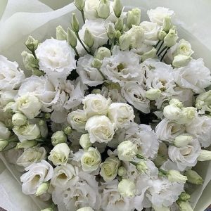 White queen